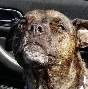 Meet your Posher, Tom